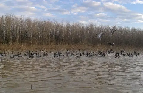 Hunting Land with Wildlife Habitat