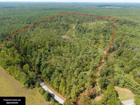 Managed Timber Hunting Land
