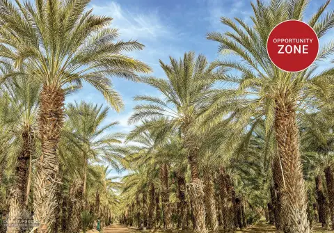 Thermal Land with Date Trees