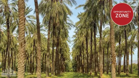 Thermal Land with Date Trees