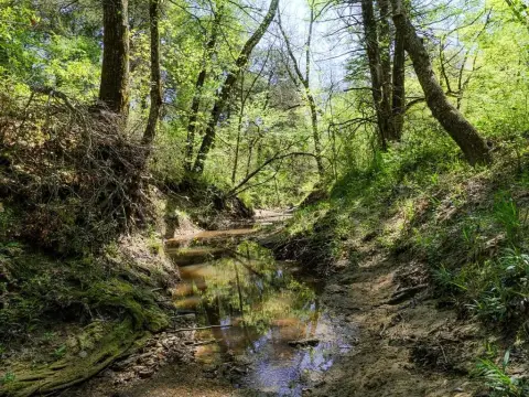 Greenville Wooded Lot For Sale