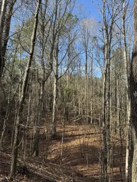 Wooded Hunting Land