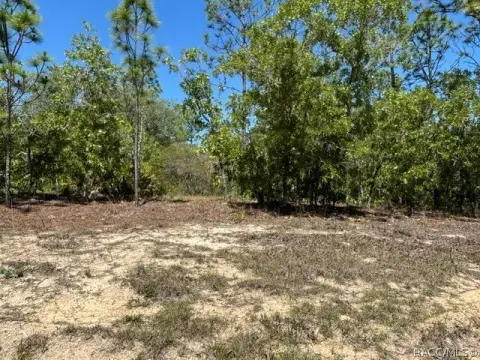 Wooded Lot in Citrus Springs