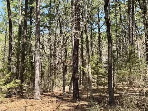 Red Oak Land with Pines