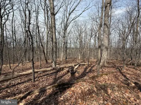 Wooded Lot For Dream Home