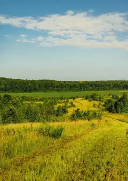 Agricultural Farm With Timber