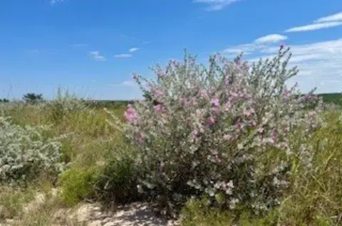 15 Acres in Orange Grove