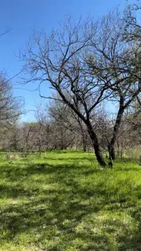 Runaway Bay Wooded Lot