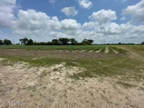 Sugar Cane Farmland