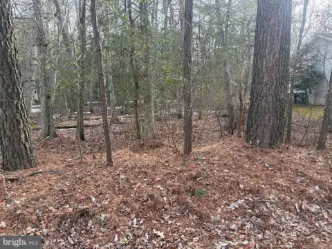 Wooded Lot in Ocean Pines