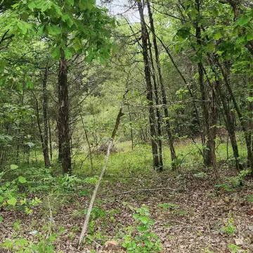 Wooded Hunting Land