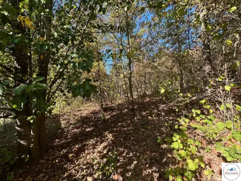 Timbered Land in Benton County