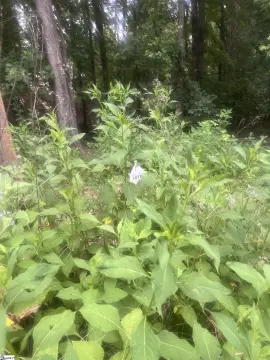 Non-Dockable Lakefront Land Lot