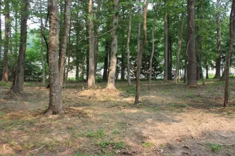 Wooded Lot in Captains Cove