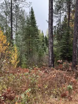 Wooded Recreational Land