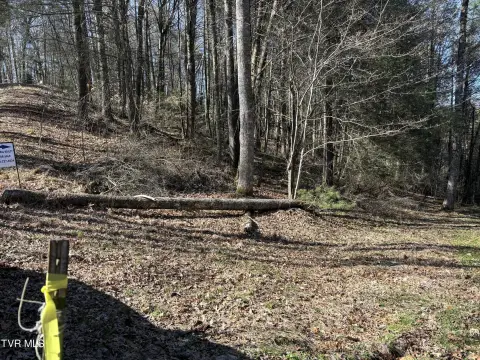 Wooded Land with Spring