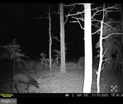 Recreational Hunting Land