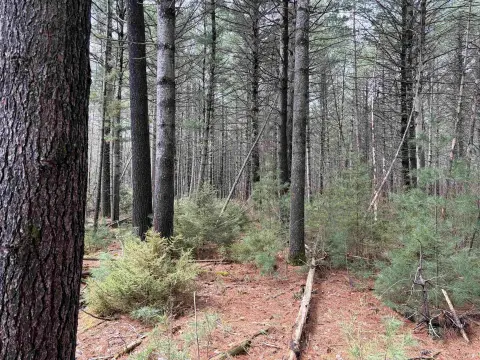 Recreational Land Between Two Lakes