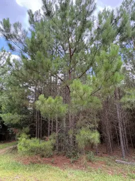 Wooded Land Tract for Custom Build