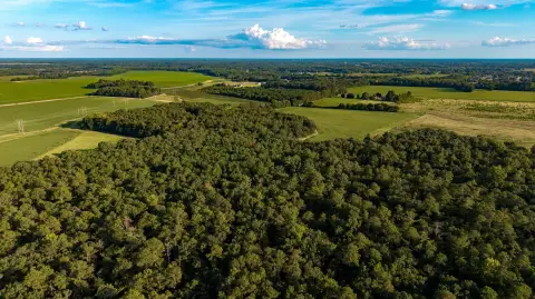 Wooded Land Tract