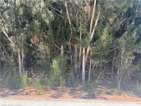 Avon Park Wooded Lot