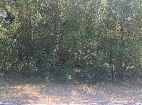 Avon Park Wooded Lot
