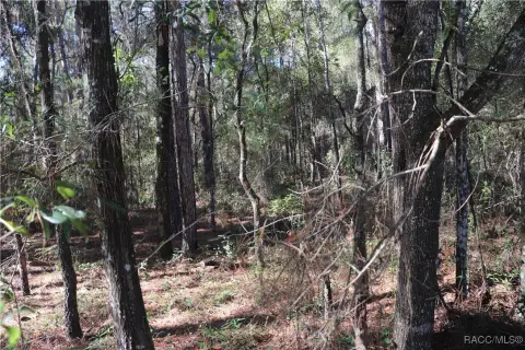 Dunnellon, FL Wooded Building Lot