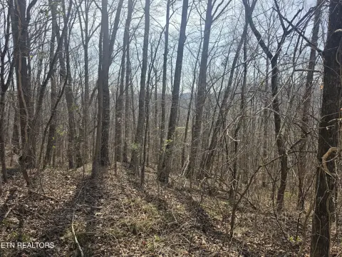 5.16 Acres Wooded Land