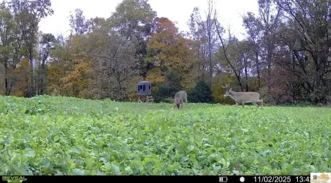 Kentucky Land with Hunting Potential