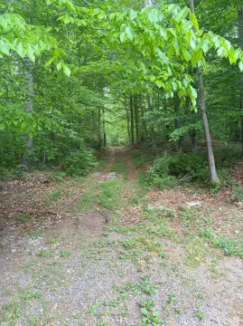 Wooded Land Near Forest Park