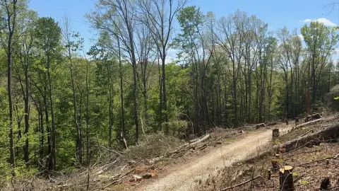 Land in Red River Gorge
