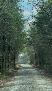 Planted Pine Agricultural Land