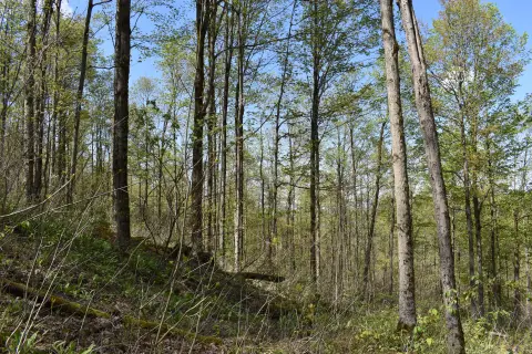 60 Acres Vacant Land in NY