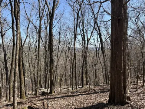 54 Acres Wooded Land Opportunity