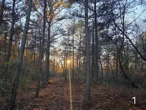 Scenic Wooded Land in Cedar Bluff
