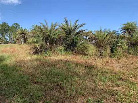 Palm-Covered Agricultural Land