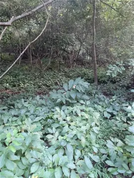 Newport News Land Near Highway