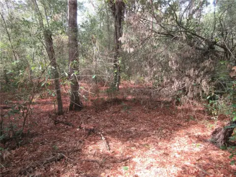 Wooded Lot Near Ocala Forest