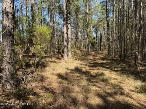 97 Acres Timber Tract