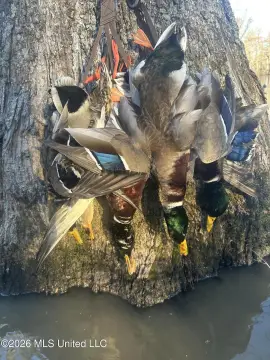 Hunting Land