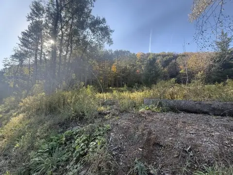Hunting Land with Roadside Clearing