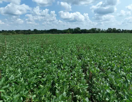Agricultural Farmland Tract