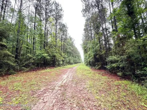 Wooded Acreage Near Osyka, Mississippi