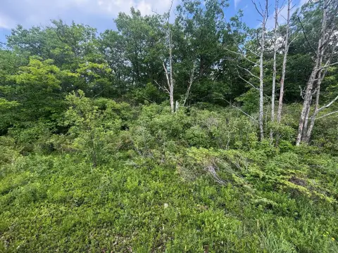 Presque Isle Wooded Building Lot