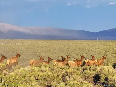 35-Acre Land Parcel Near Alamosa