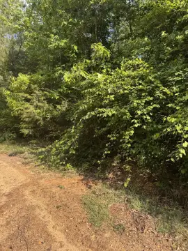 Wooded Land with Road Frontage