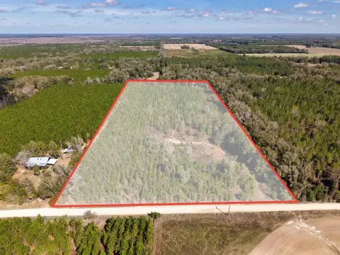 Trenton, FL Acreage with Pines