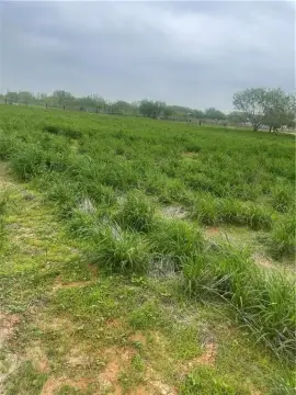 Residential Land in Edinburg, TX