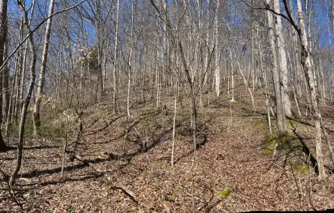 Hunting Land with Timber