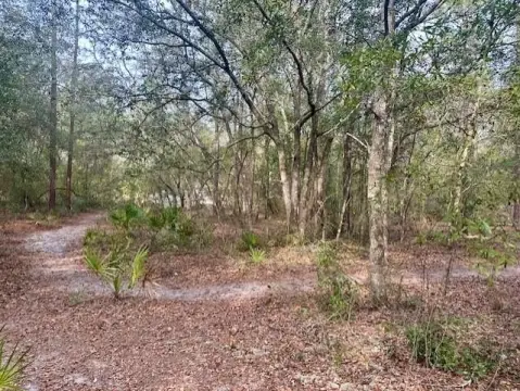 Bell, FL Wooded Homesite Acreage